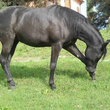 팜스테이 Agriturismo Poggio La Buca *