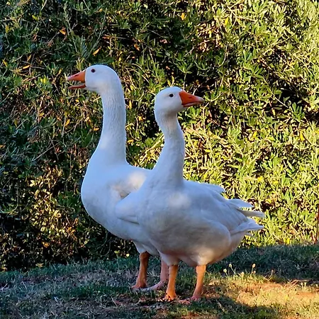 Agriturismo Poggio La Buca 팜스테이